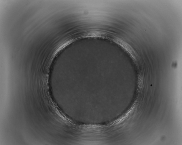 X0000099310826200805091016