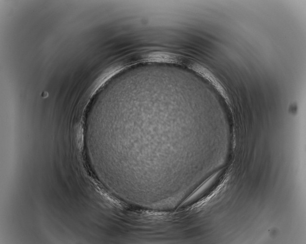 X0000099310829200805091016