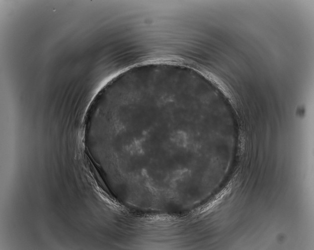 X0000099310830200805091016