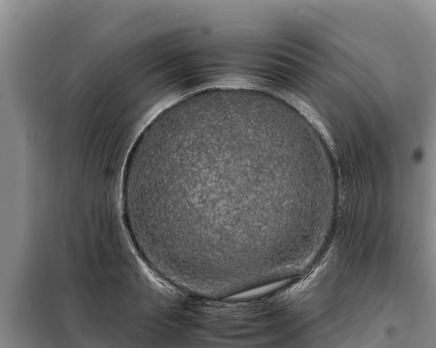 X0000099310845200805091016