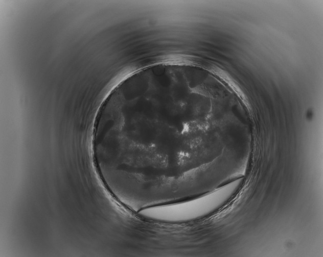 X0000099310853200805091016
