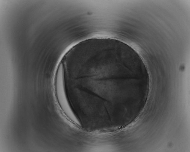 X0000099310864200805091016