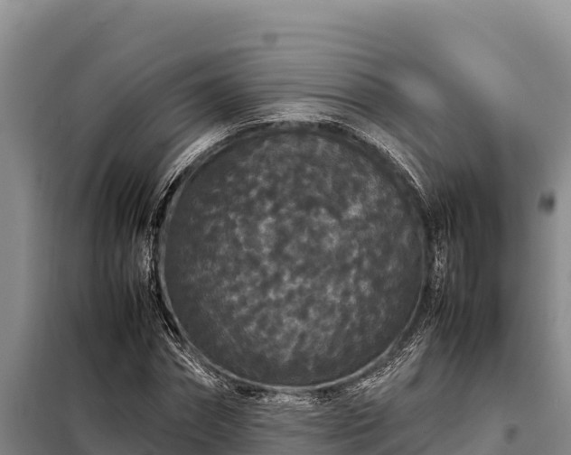 X0000099310874200805091015