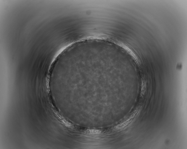 X0000099310878200805091015
