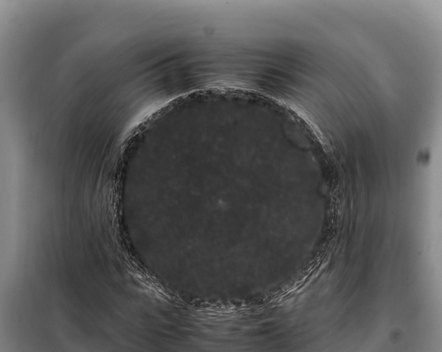 X0000099310919200805091014