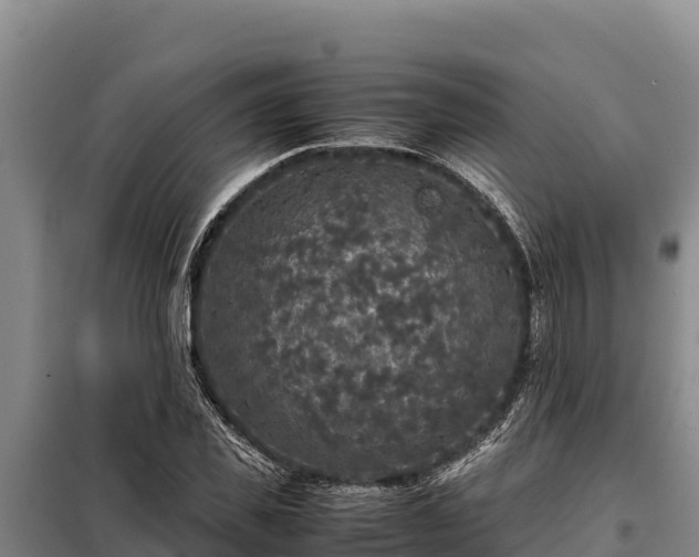 X0000099310925200805091014