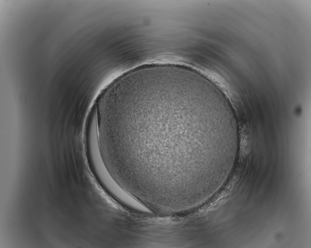 X0000099310990200805091014