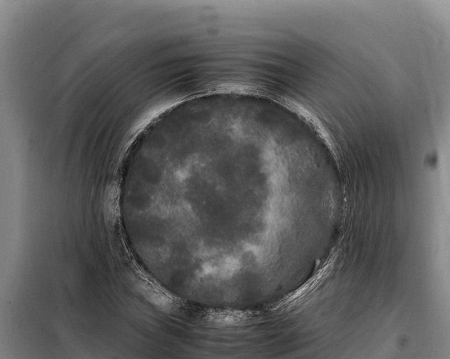 X0000099311019200805091013
