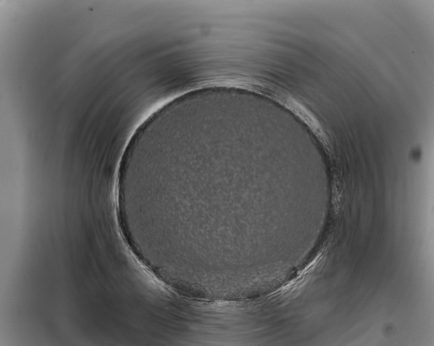 X0000099311028200805091013
