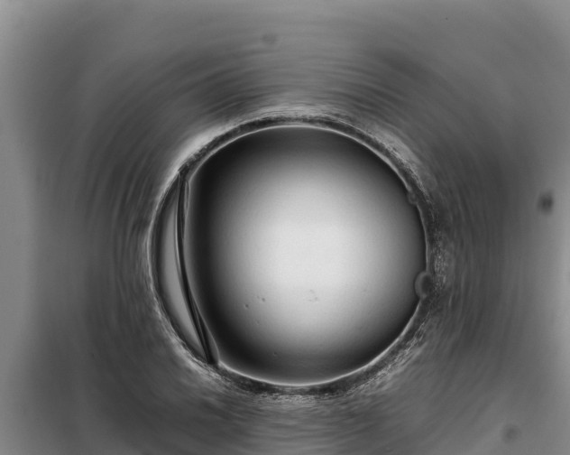 X0000099311030200805091013
