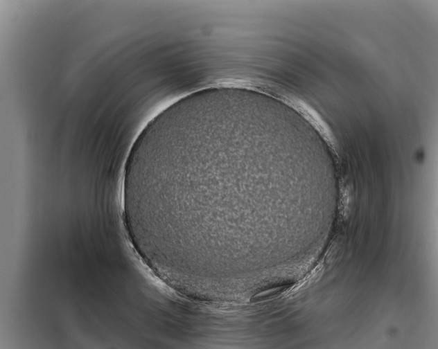 X0000099311036200805091013