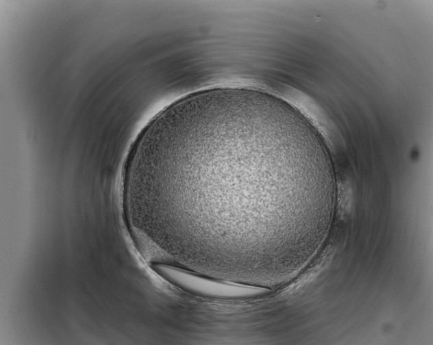 X0000099311046200805091013
