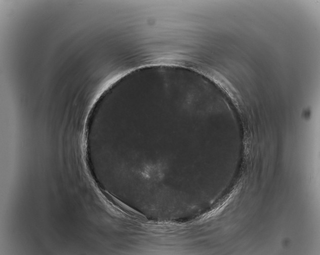 X0000099311077200805091012