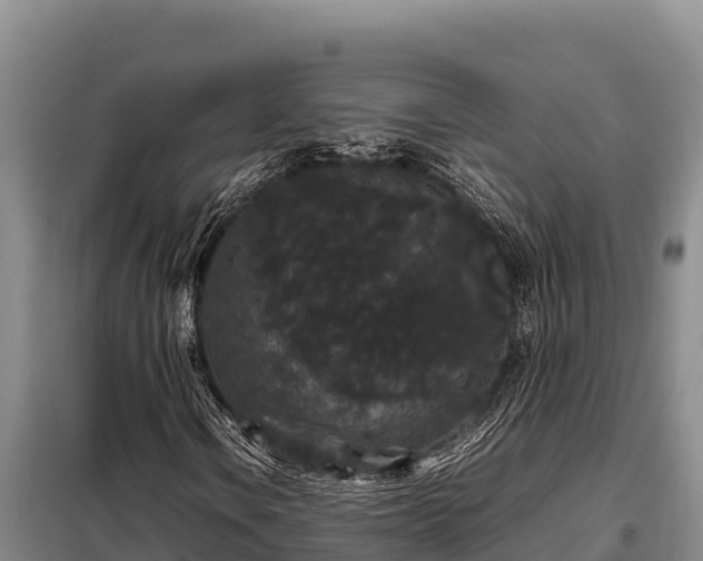 X0000099311106200805091011