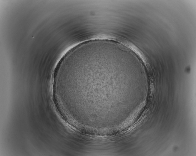 X0000099311124200805091011