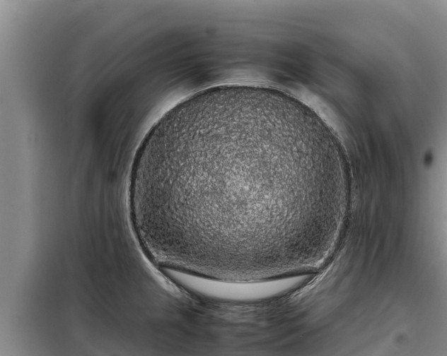 X0000099311237200805091010
