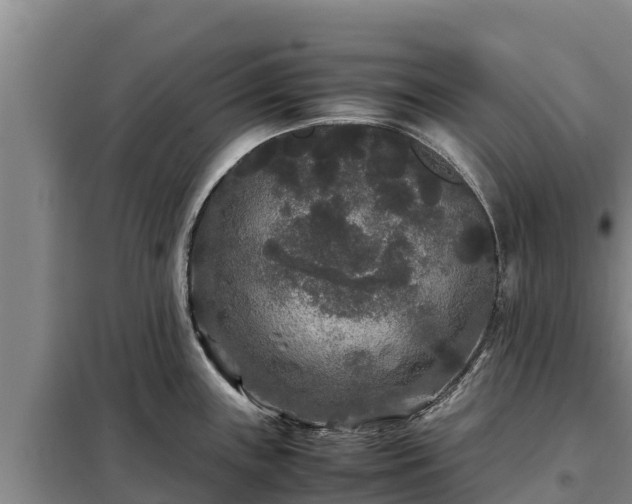 X0000099311243200805091010