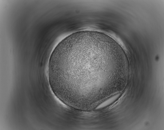 X0000099311247200805091010