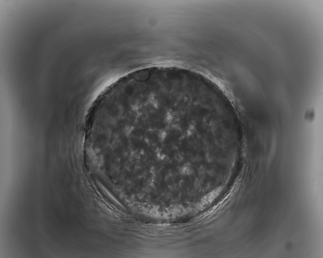 X0000099311263200805091009