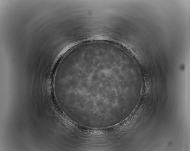 X0000099311266200805091009