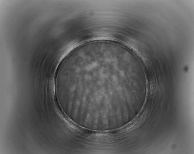X0000099311274200805091009