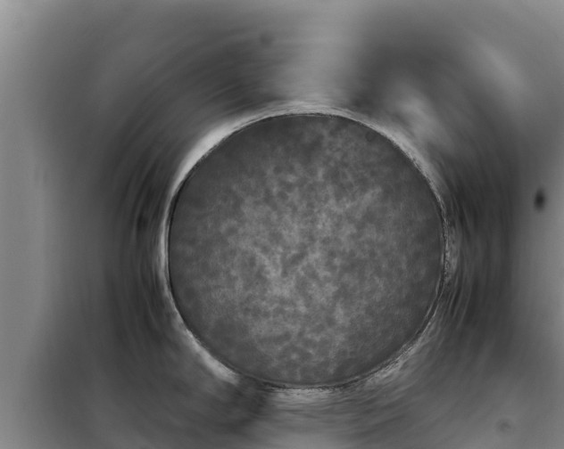 X0000099311294200805091009