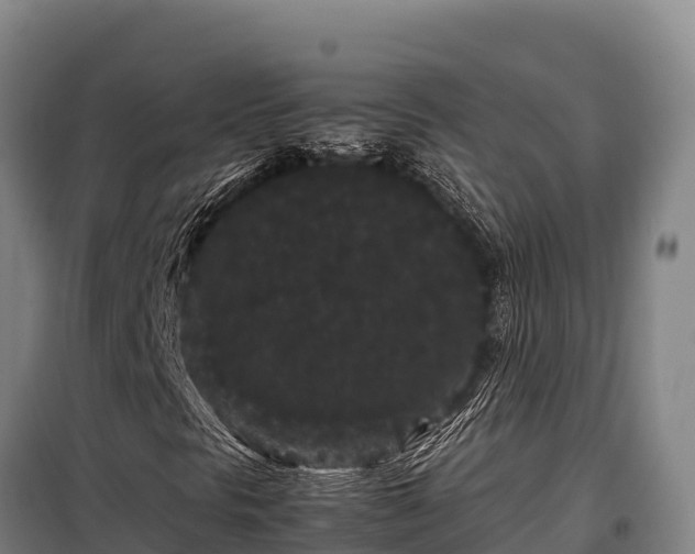 X0000099311297200805091008