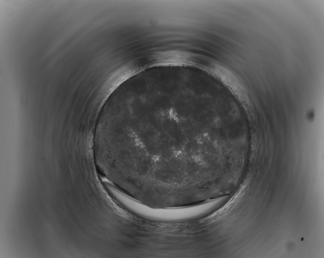 X0000099311329200805091009