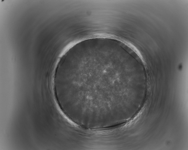 X0000099311381200805091008