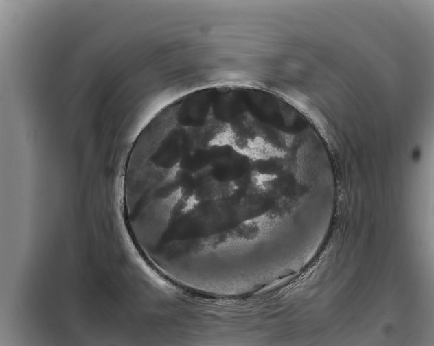 X0000099311383200805091008