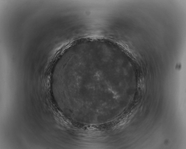 X0000099311398200805091007