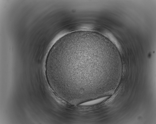 X0000099311435200805091007