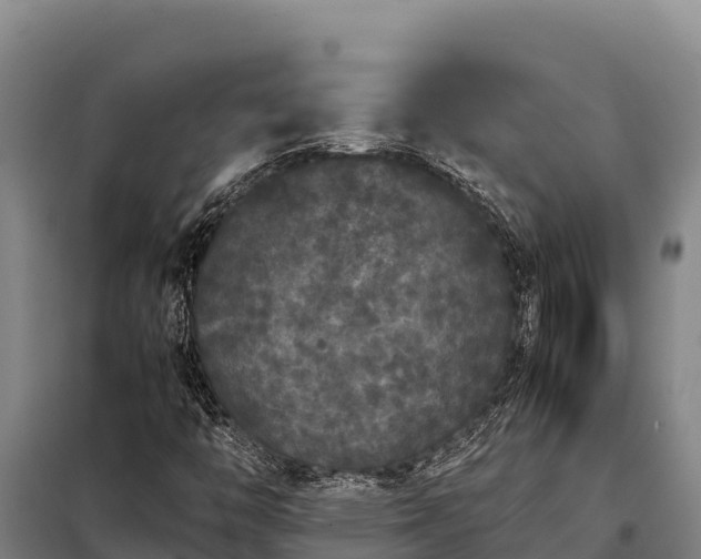 X0000099311446200805091007