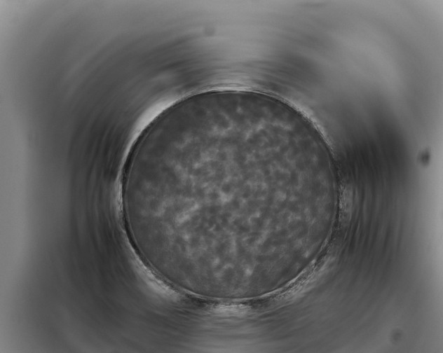 X0000099311466200805091006