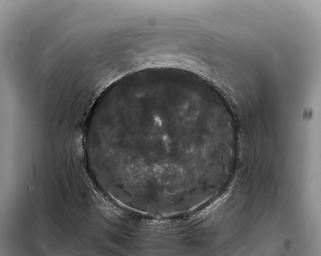 X0000099311497200805091005