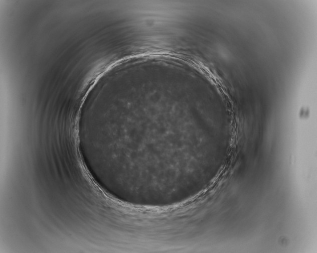 X0000099310002200805161424