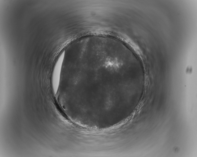 X0000099310009200805161424