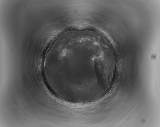 X0000099310018200805161424