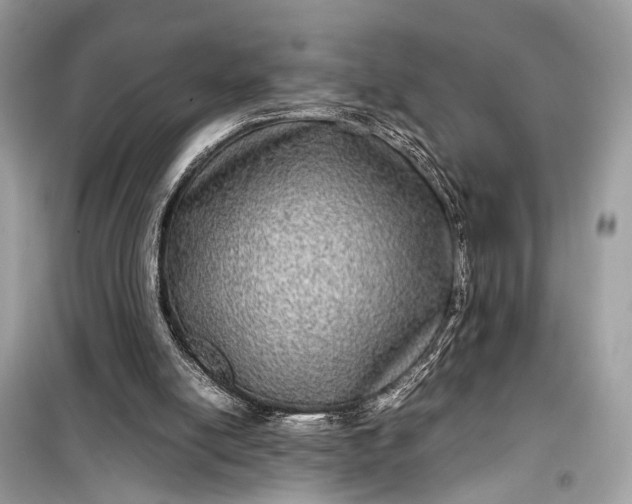 X0000099310054200805161422