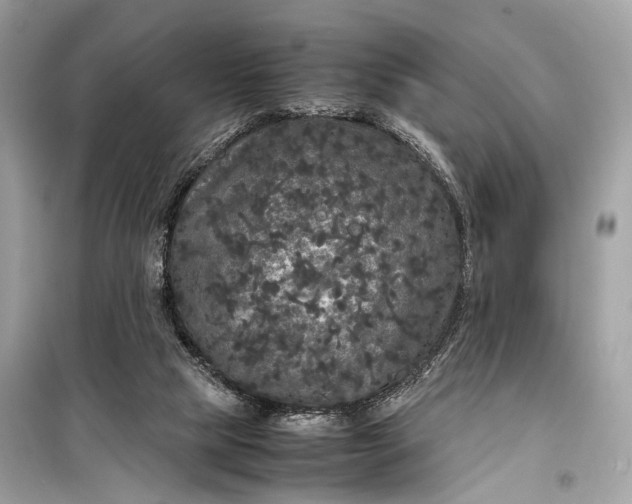 X0000099310065200805161423