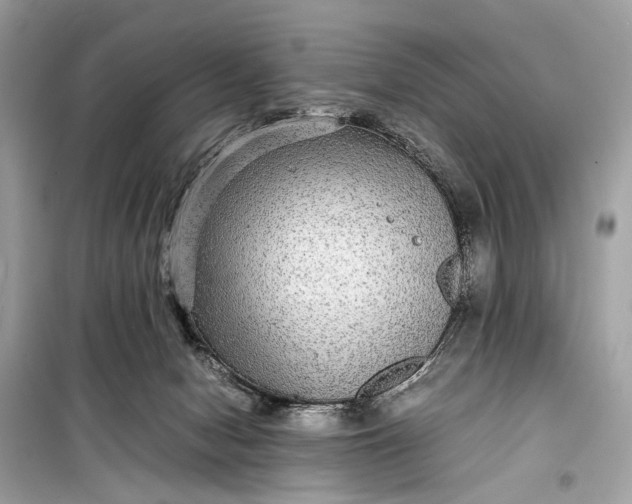 X0000099310078200805161423