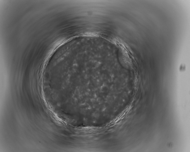 X0000099310145200805161421