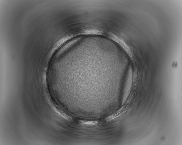 X0000099310155200805161421