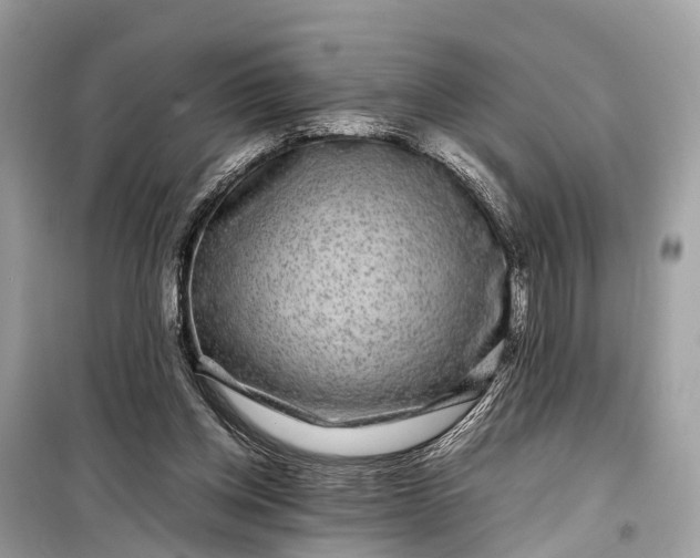 X0000099310158200805161421