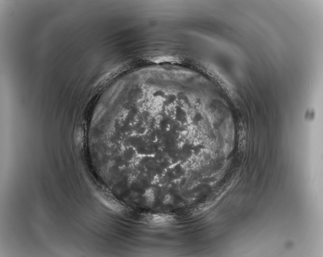 X0000099310165200805161421