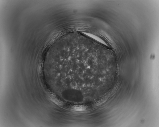 X0000099310169200805161421