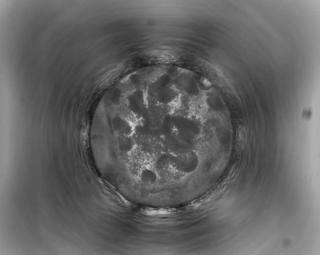 X0000099310177200805161421