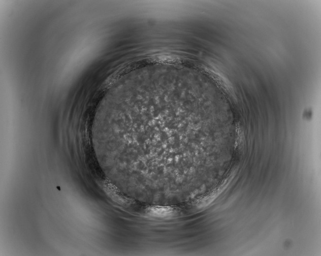 X0000099310189200805161422