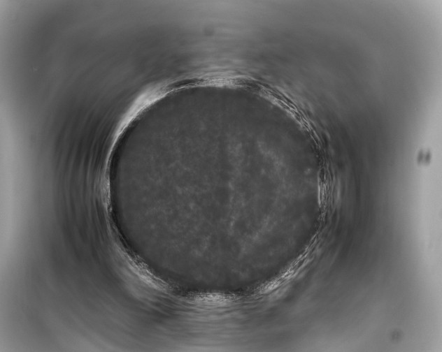 X0000099310198200805161421