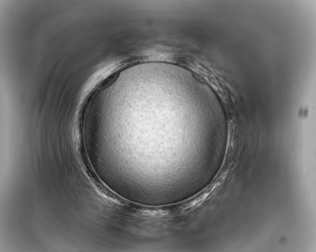 X0000099310245200805161419